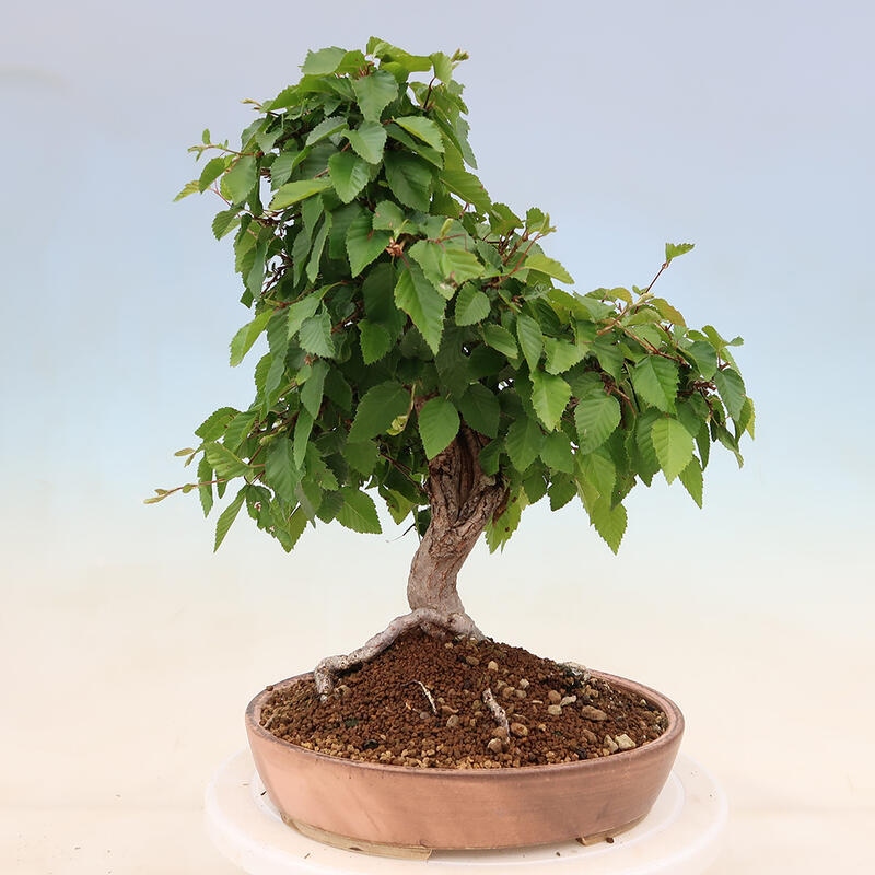 Vonkajší bonsai -Carpinus Coreana - Hrab kórejský