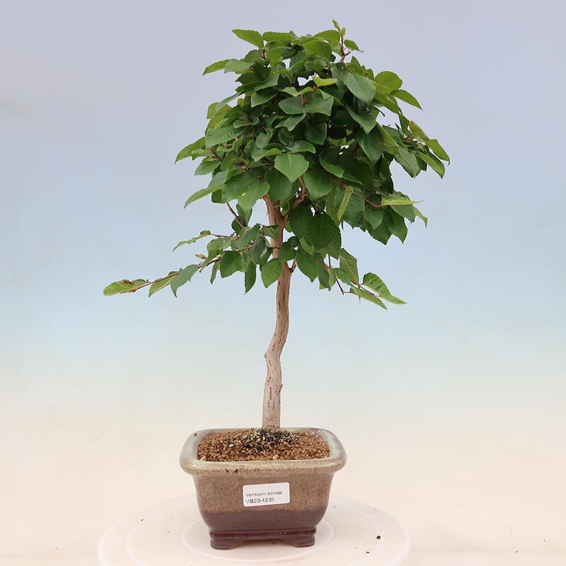 Vonkajší bonsai -Carpinus Coreana - Hrab kórejský