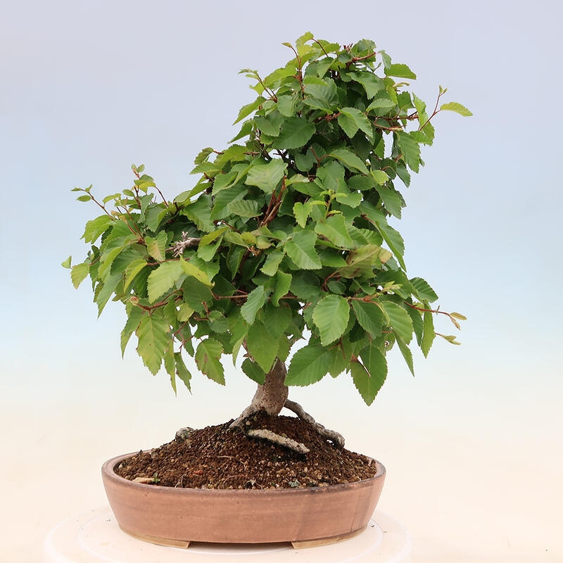 Vonkajší bonsai -Carpinus Coreana - Hrab kórejský