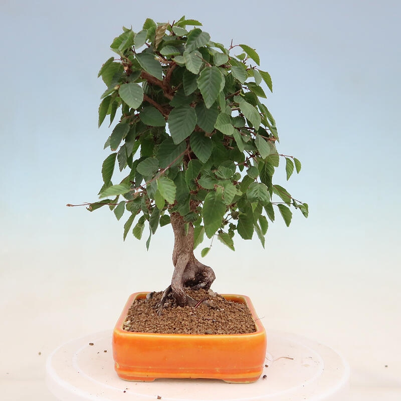 Vonkajší bonsai -Carpinus Coreana - Hrab kórejský