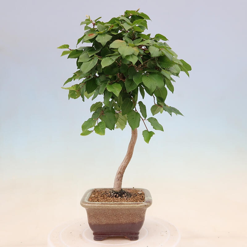 Vonkajší bonsai -Carpinus Coreana - Hrab kórejský