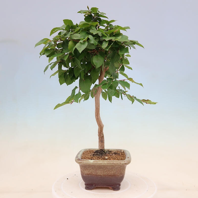 Vonkajší bonsai -Carpinus Coreana - Hrab kórejský