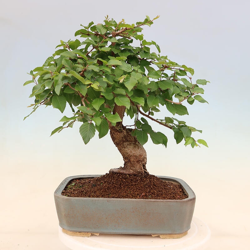 Vonkajší bonsai -Carpinus Coreana - Hrab kórejský