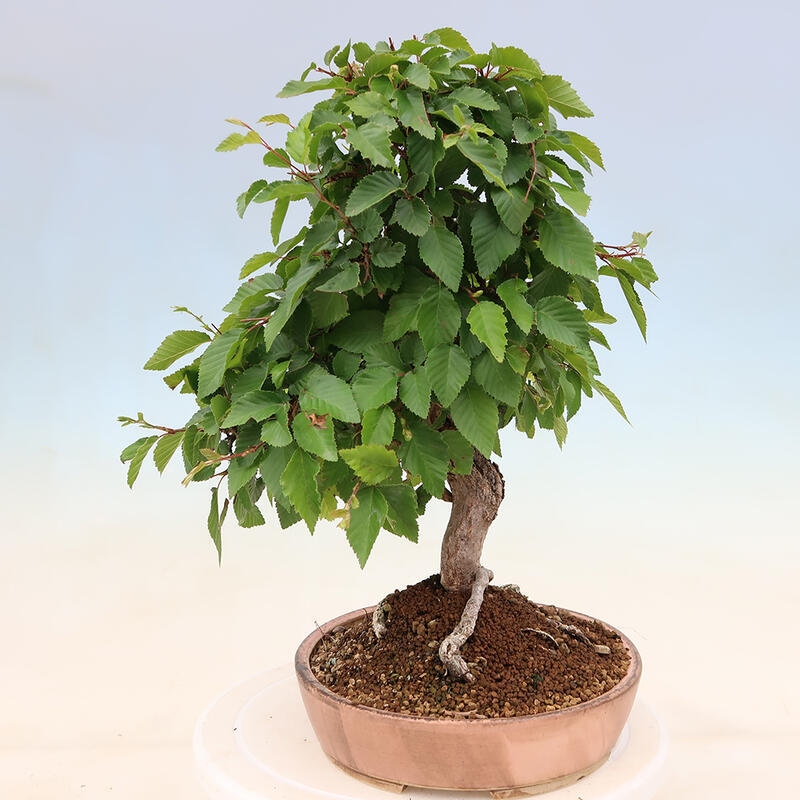 Vonkajší bonsai -Carpinus Coreana - Hrab kórejský