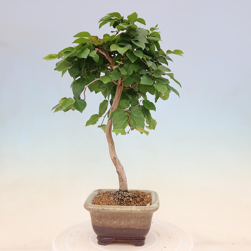 Vonkajší bonsai -Carpinus Coreana - Hrab kórejský