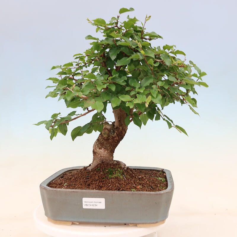 Vonkajší bonsai -Carpinus Coreana - Hrab kórejský