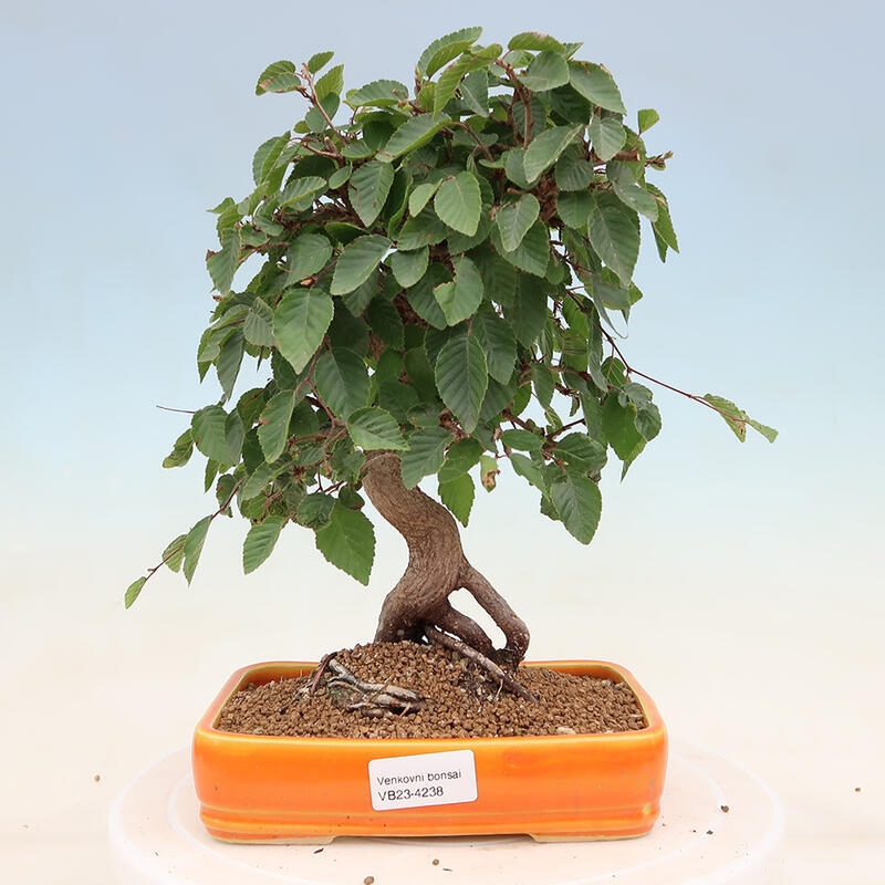 Vonkajší bonsai -Carpinus Coreana - Hrab kórejský