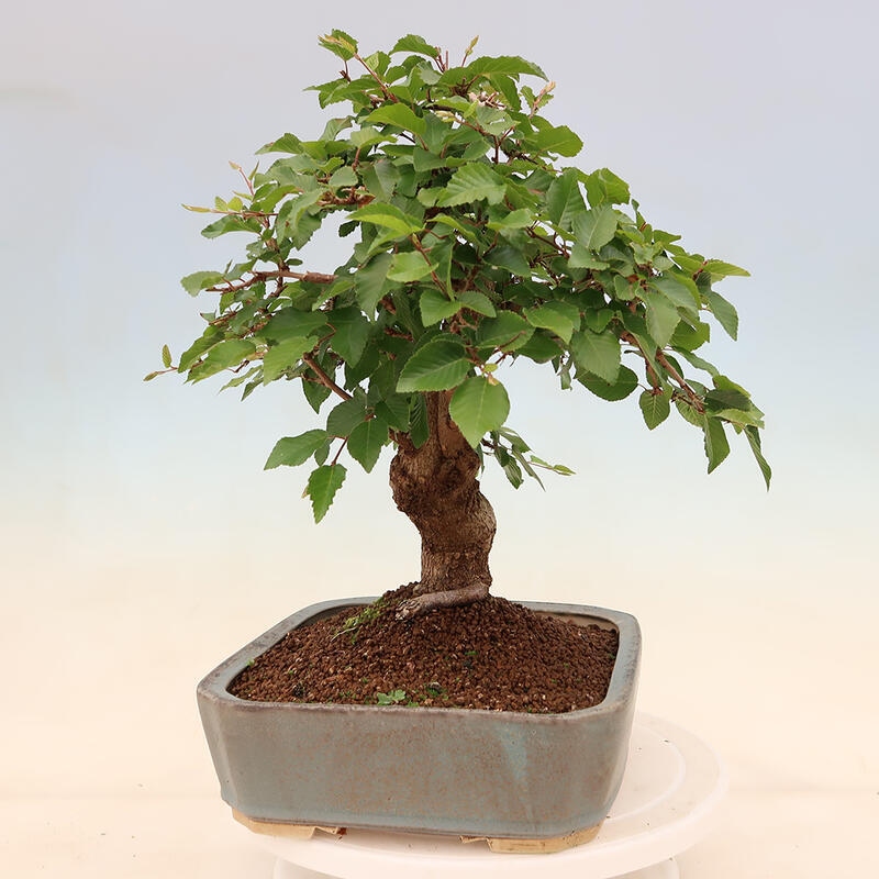 Vonkajší bonsai -Carpinus Coreana - Hrab kórejský