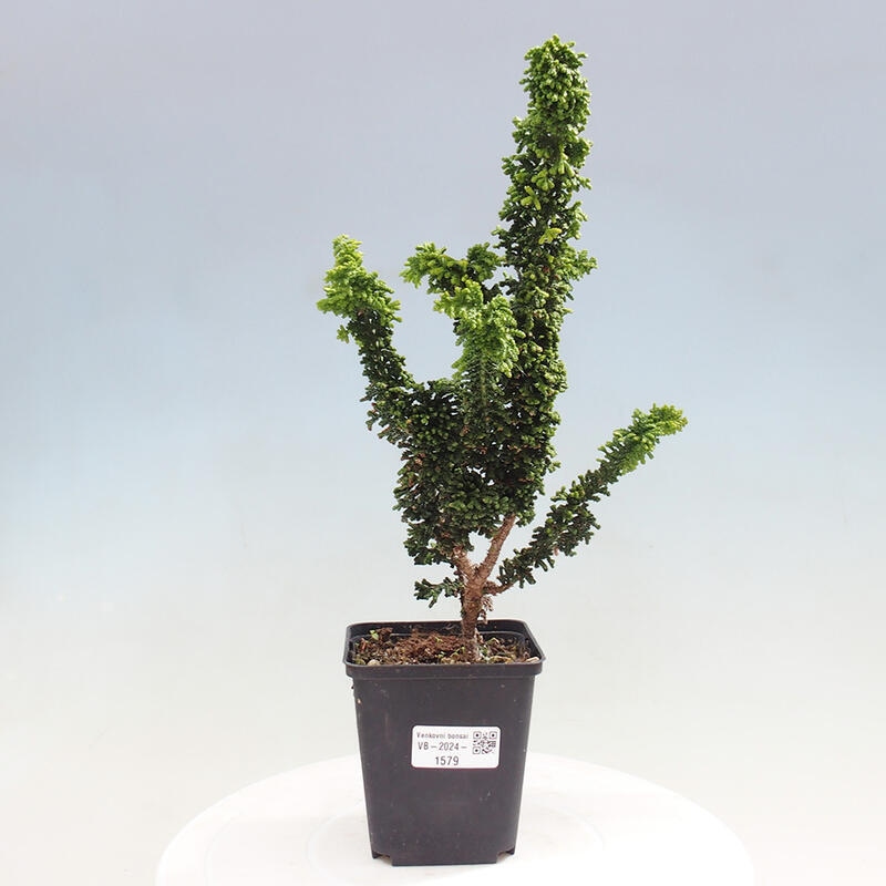 Vonkajšie bonsai - Cham. obtusa SEKKA HINOKI - Cyprus