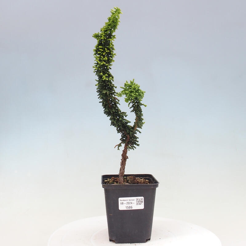 Vonkajšie bonsai - Cham. obtusa SEKKA HINOKI - Cyprus