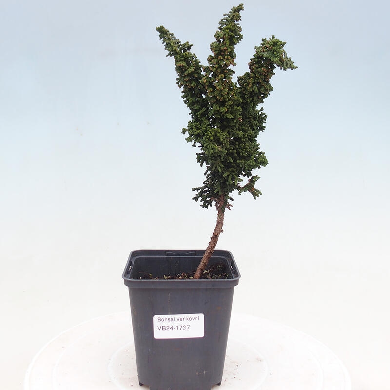 Vonkajšie bonsai - Cham. obtusa SEKKA HINOKI - Cyprus