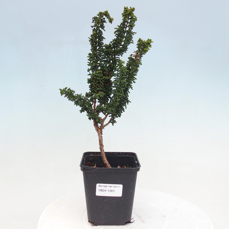 Vonkajšie bonsai - Cham. obtusa SEKKA HINOKI - Cyprus