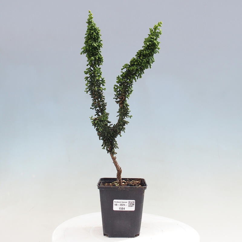 Vonkajšie bonsai - Cham. obtusa SEKKA HINOKI - Cyprus