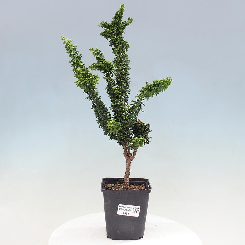 Vonkajšie bonsai - Cham. obtusa SEKKA HINOKI - Cyprus