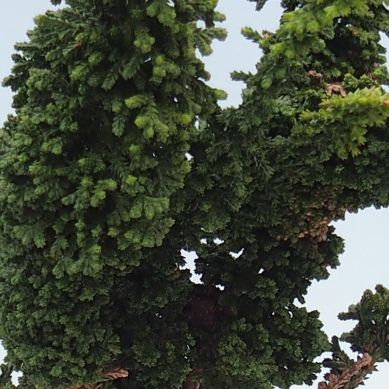 Vonkajšie bonsai - Cham. obtusa SEKKA HINOKI - Cyprus