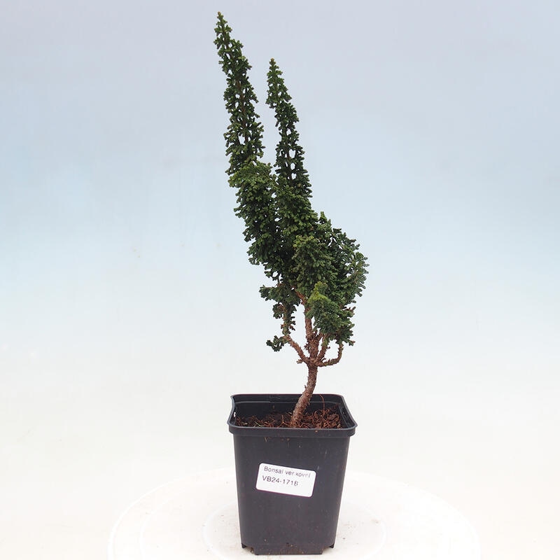 Vonkajšie bonsai - Cham. obtusa SEKKA HINOKI - Cyprus