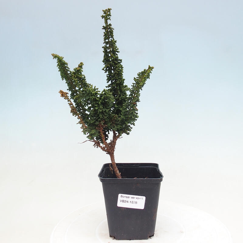 Vonkajšie bonsai - Cham. obtusa SEKKA HINOKI - Cyprus