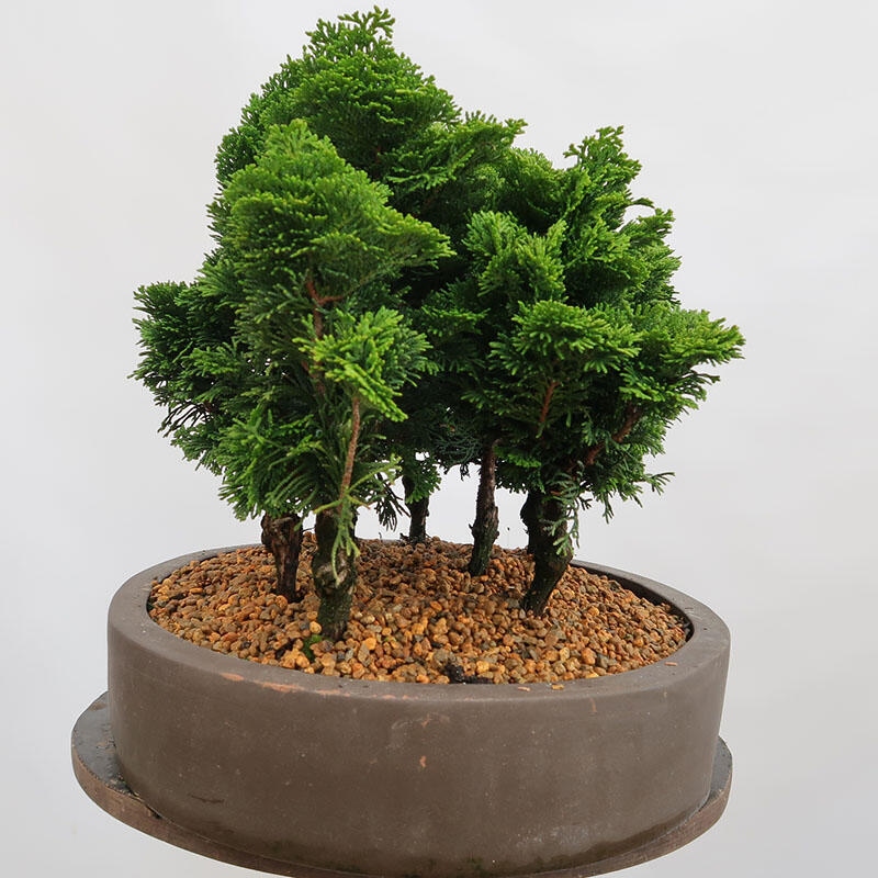 Vonkajší bonsai - Cham.pis obtusa Nana Gracilis - Cyprus-lesík