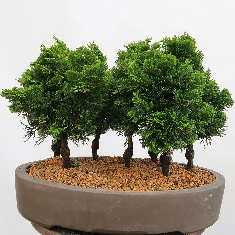 Vonkajší bonsai - Cham.pis obtusa Nana Gracilis - Cyprus-lesík