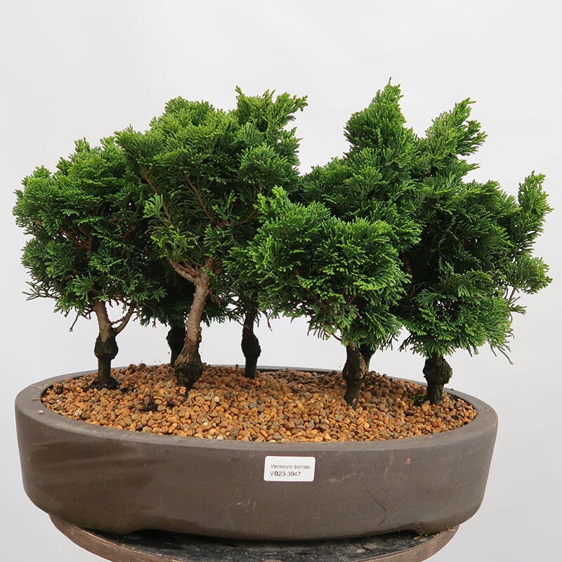 Vonkajší bonsai - Cham.pis obtusa Nana Gracilis - Cyprus-lesík