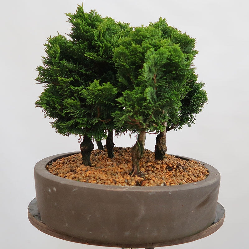 Vonkajší bonsai - Cham.pis obtusa Nana Gracilis - Cyprus-lesík