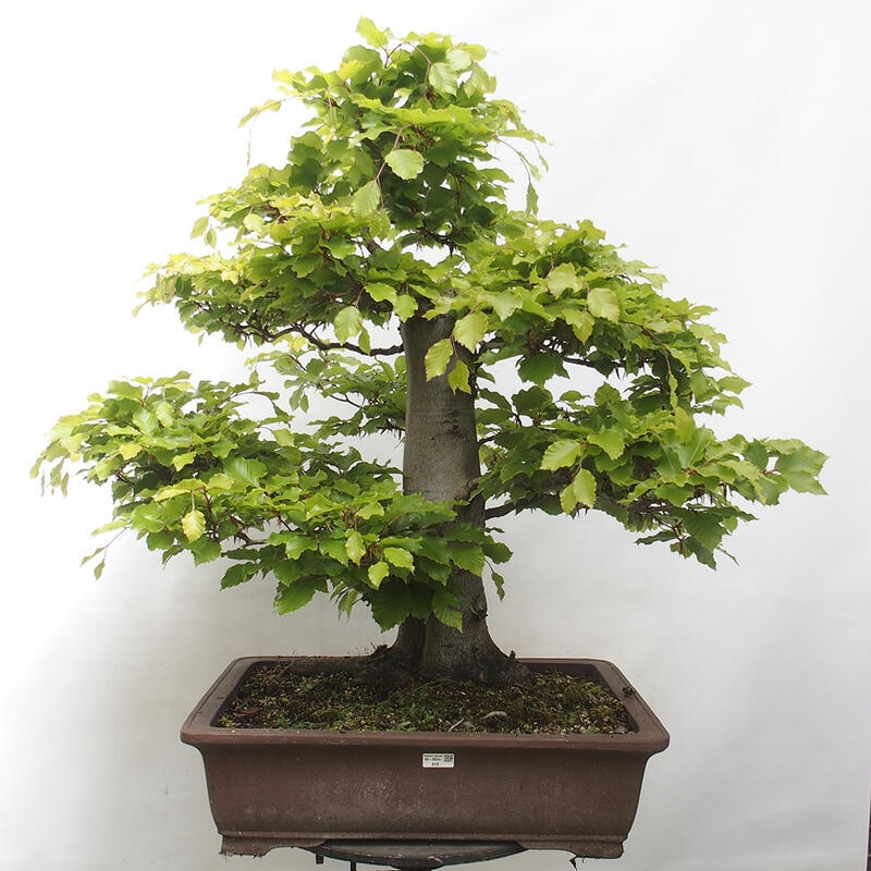 Vonkajší bonsai - Fagus sylvatica - Buk lesný