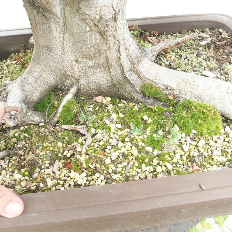 Vonkajší bonsai - Fagus sylvatica - Buk lesný