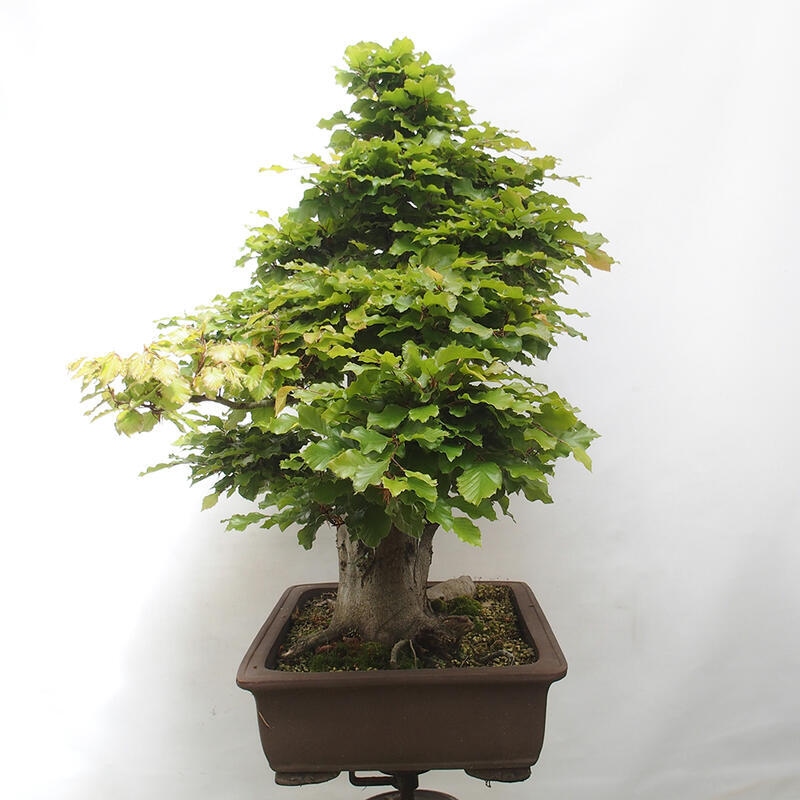 Vonkajší bonsai - Fagus sylvatica - Buk lesný