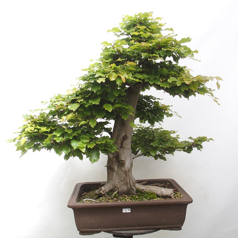 Vonkajší bonsai - Fagus sylvatica - Buk lesný