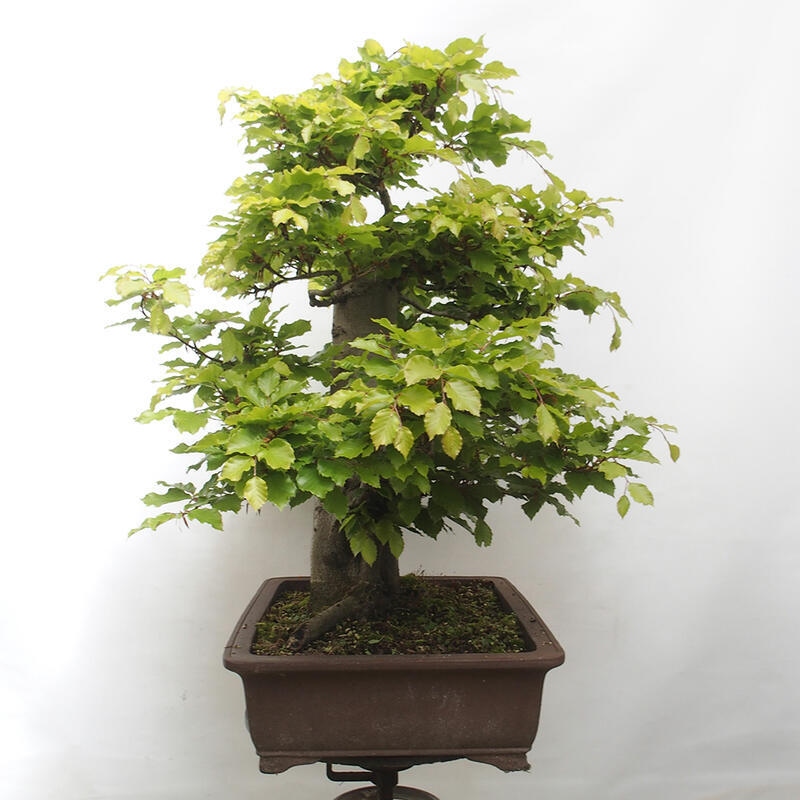 Vonkajší bonsai - Fagus sylvatica - Buk lesný