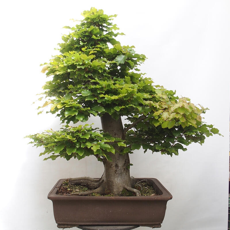 Vonkajší bonsai - Fagus sylvatica - Buk lesný