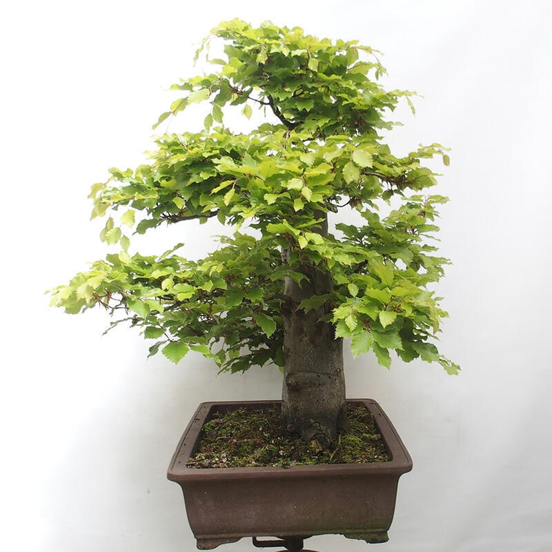 Vonkajší bonsai - Fagus sylvatica - Buk lesný