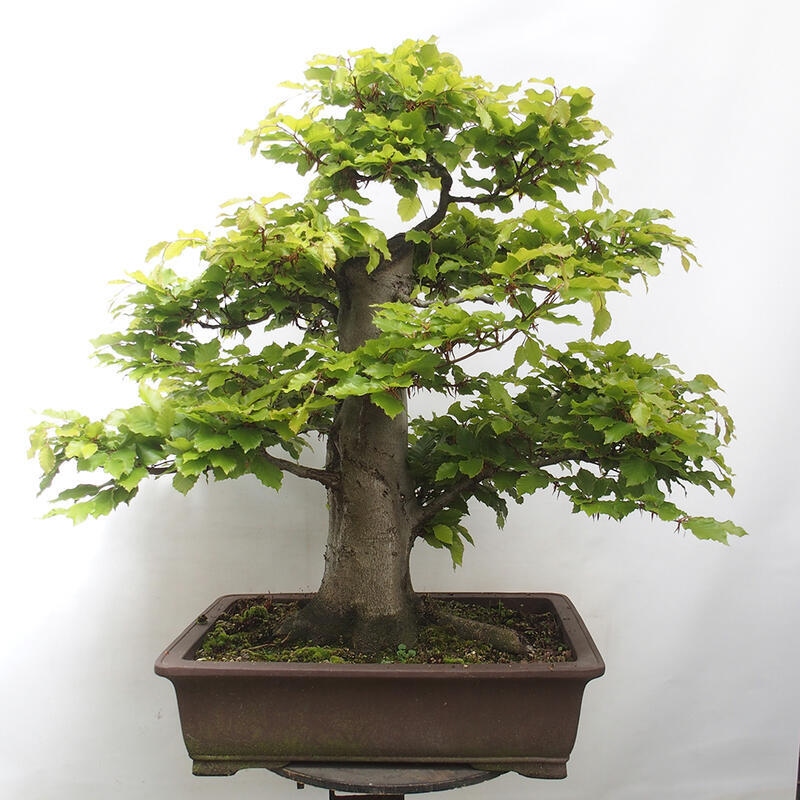 Vonkajší bonsai - Fagus sylvatica - Buk lesný