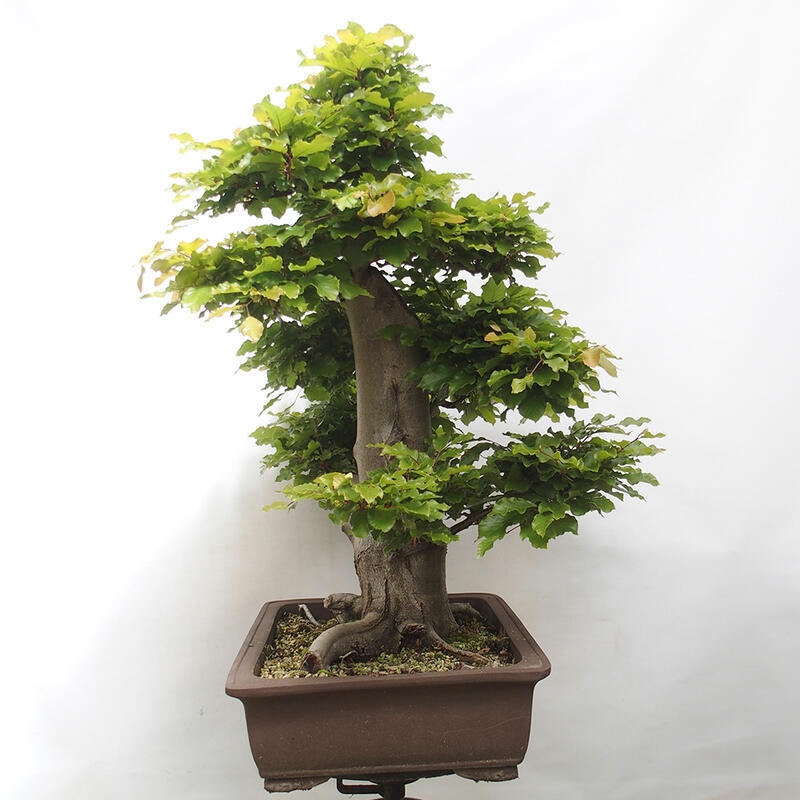 Vonkajší bonsai - Fagus sylvatica - Buk lesný