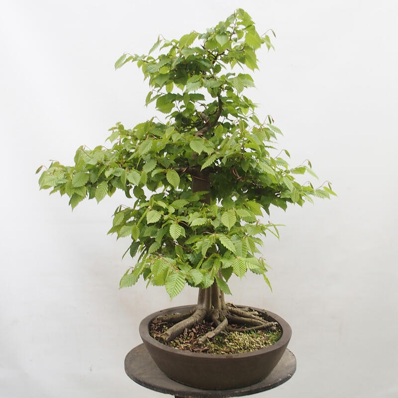 Vonkajší bonsai - Hrab obyčajný - Carpinus betulus