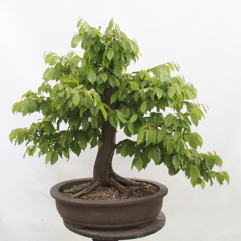 Vonkajší bonsai - Hrab obyčajný - Carpinus betulus