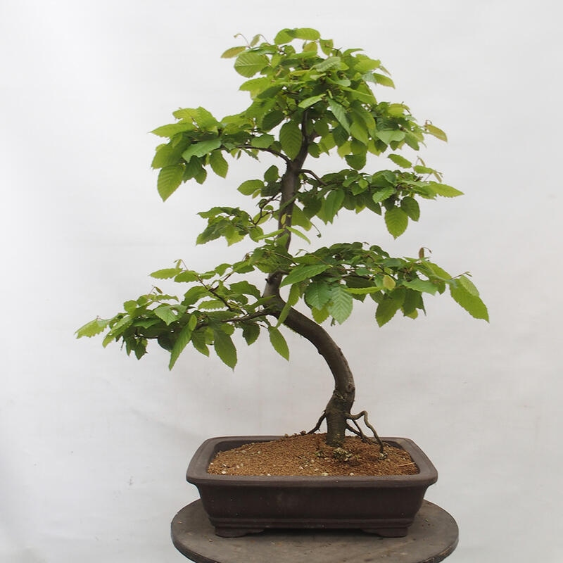 Vonkajší bonsai - Hrab obyčajný - Carpinus betulus