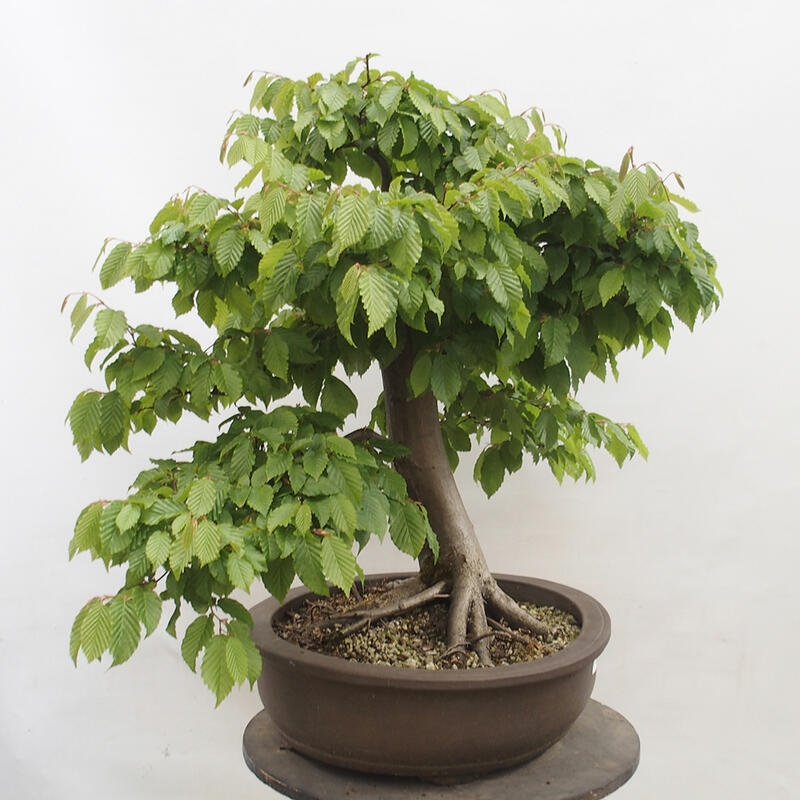 Vonkajší bonsai - Hrab obyčajný - Carpinus betulus