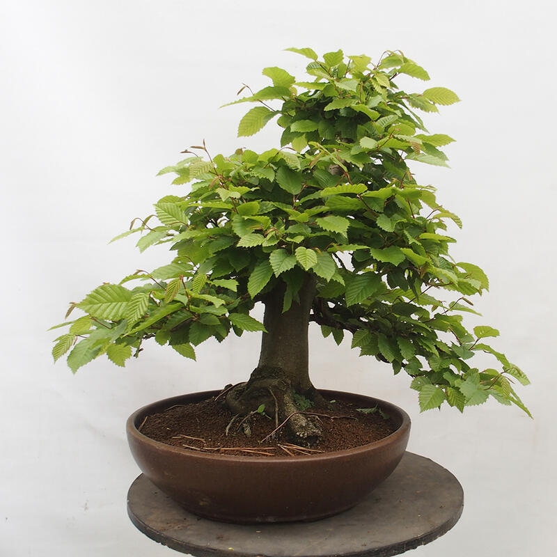 Vonkajší bonsai - Hrab obyčajný - Carpinus betulus