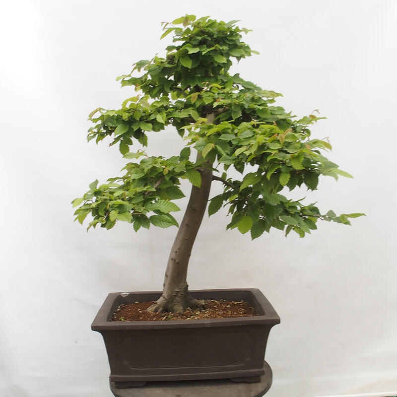 Vonkajší bonsai - Hrab obyčajný - Carpinus betulus