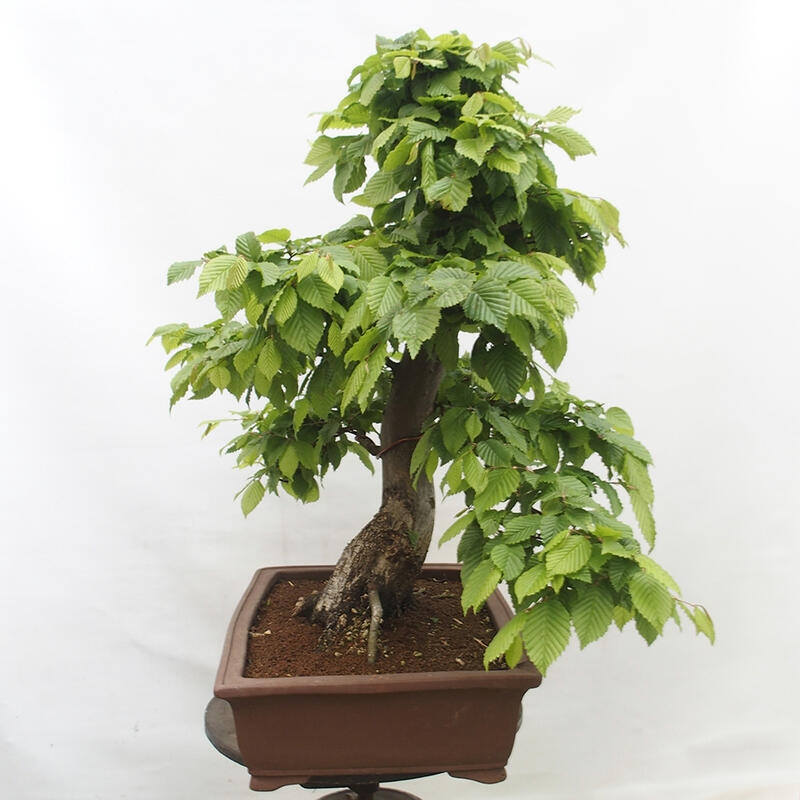 Vonkajší bonsai - Hrab obyčajný - Carpinus betulus