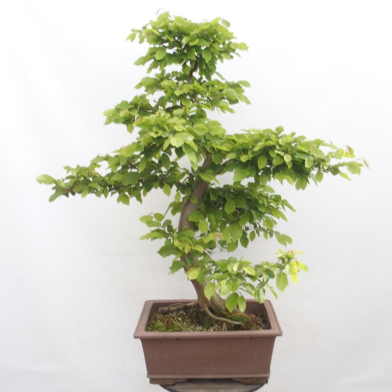 Vonkajší bonsai - Hrab obyčajný - Carpinus betulus