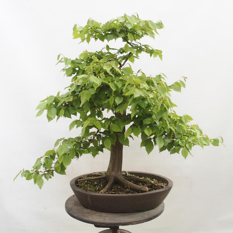 Vonkajší bonsai - Hrab obyčajný - Carpinus betulus