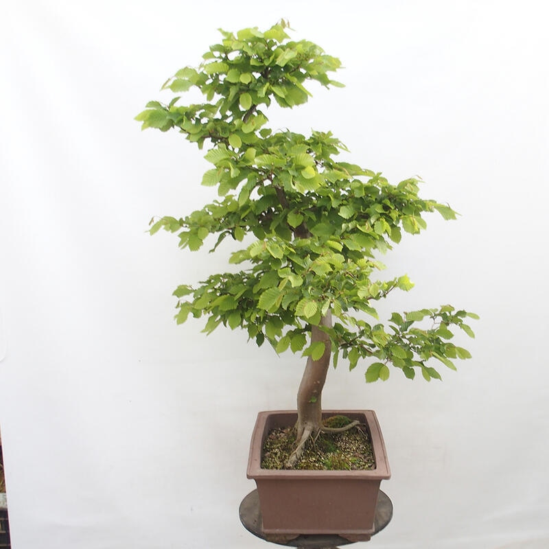 Vonkajší bonsai - Hrab obyčajný - Carpinus betulus