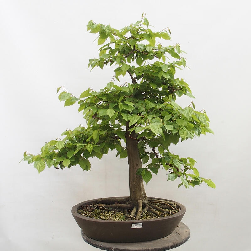 Vonkajší bonsai - Hrab obyčajný - Carpinus betulus