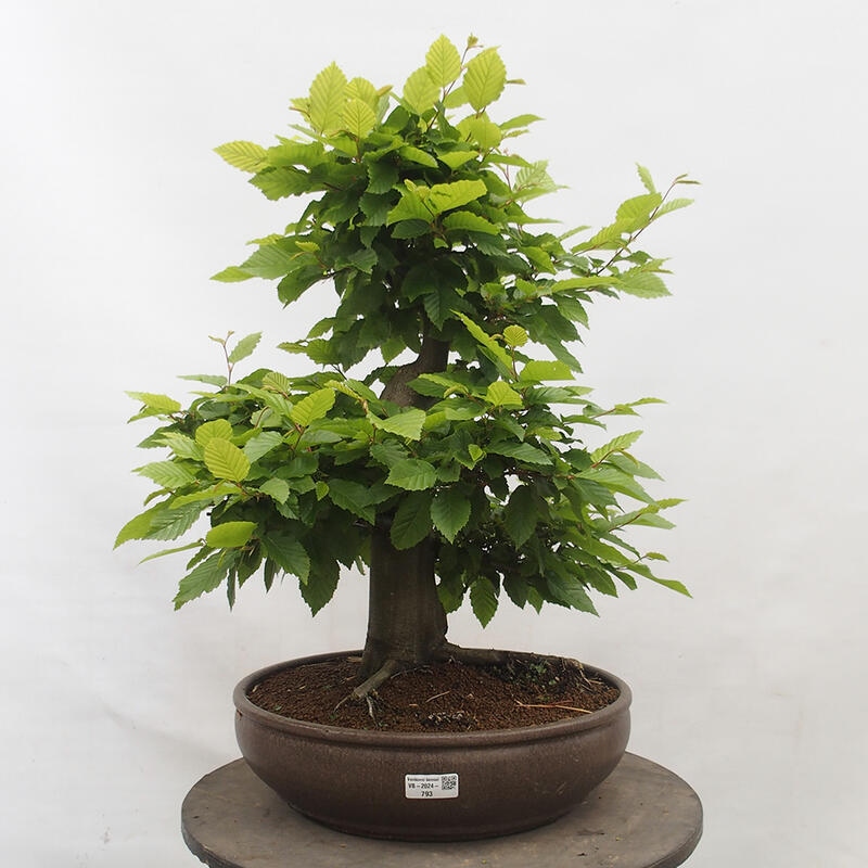 Vonkajší bonsai - Hrab obyčajný - Carpinus betulus