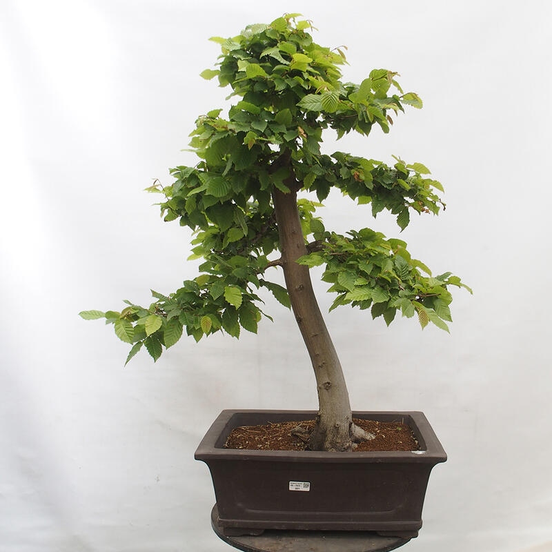 Vonkajší bonsai - Hrab obyčajný - Carpinus betulus