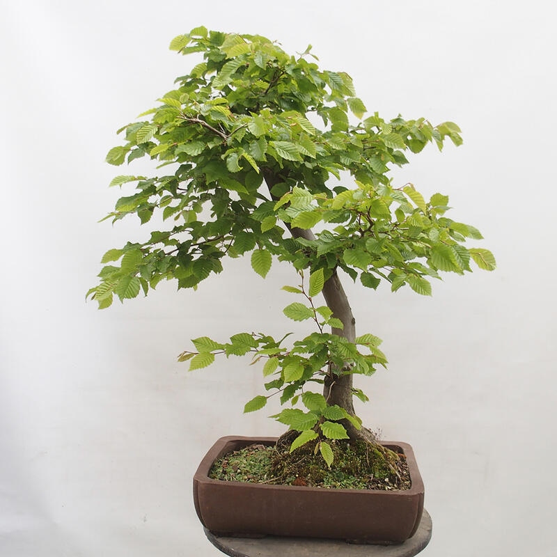 Vonkajší bonsai - Hrab obyčajný - Carpinus betulus