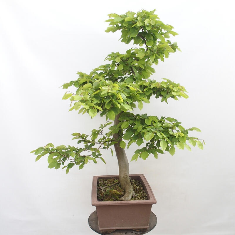 Vonkajší bonsai - Hrab obyčajný - Carpinus betulus