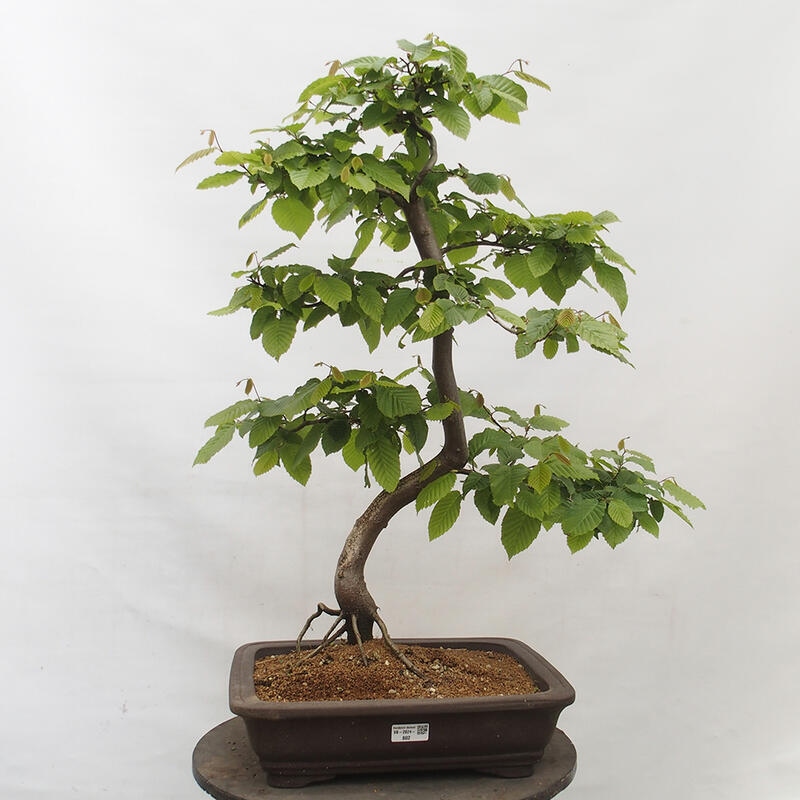 Vonkajší bonsai - Hrab obyčajný - Carpinus betulus